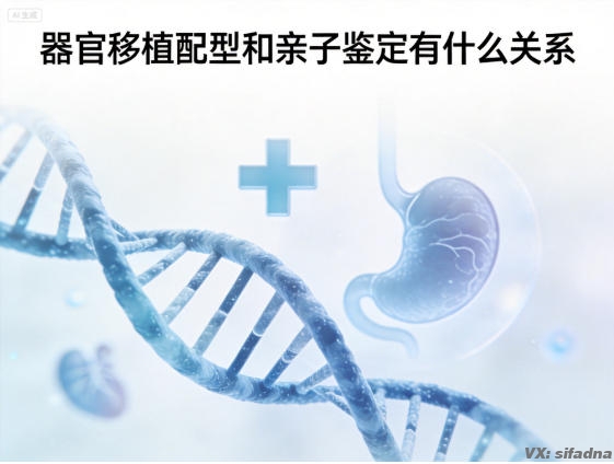 器官移植配型和亲子鉴定有什么关系 器官移植配型和亲子鉴定有什么关系